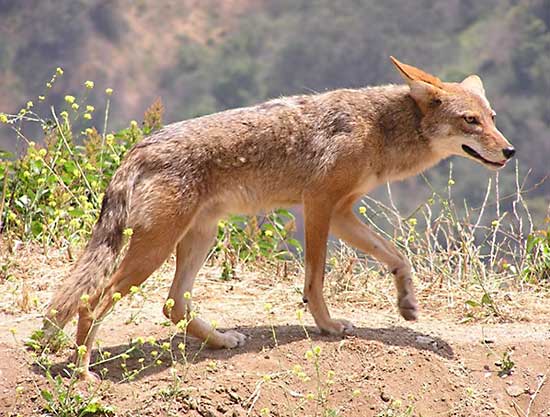 Update: COS Capture Coyote In Stanley Park | North Shore Daily Post