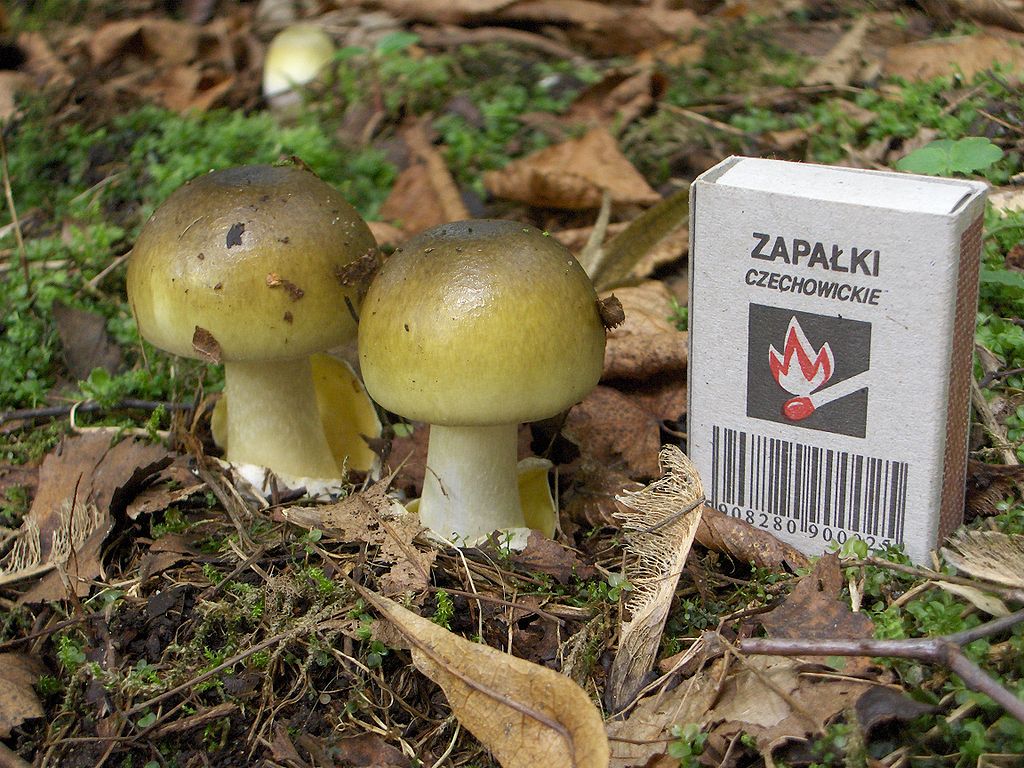 https://www.northshoredailypost.com/wp-content/uploads/2019/10/Death-cap-mushroom.jpg