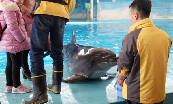 https://www.northshoredailypost.com/wp-content/uploads/2019/10/Dolphin-shows-cruelty-600x361.jpg