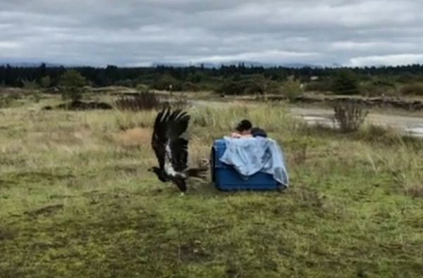 https://www.northshoredailypost.com/wp-content/uploads/2019/11/eagle-rescue-600x395.jpg