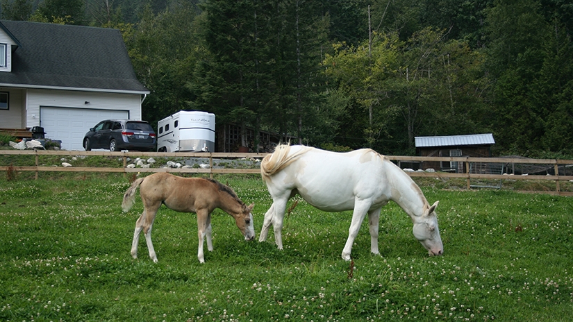 https://www.northshoredailypost.com/wp-content/uploads/2019/12/Mia-and-foal.jpg