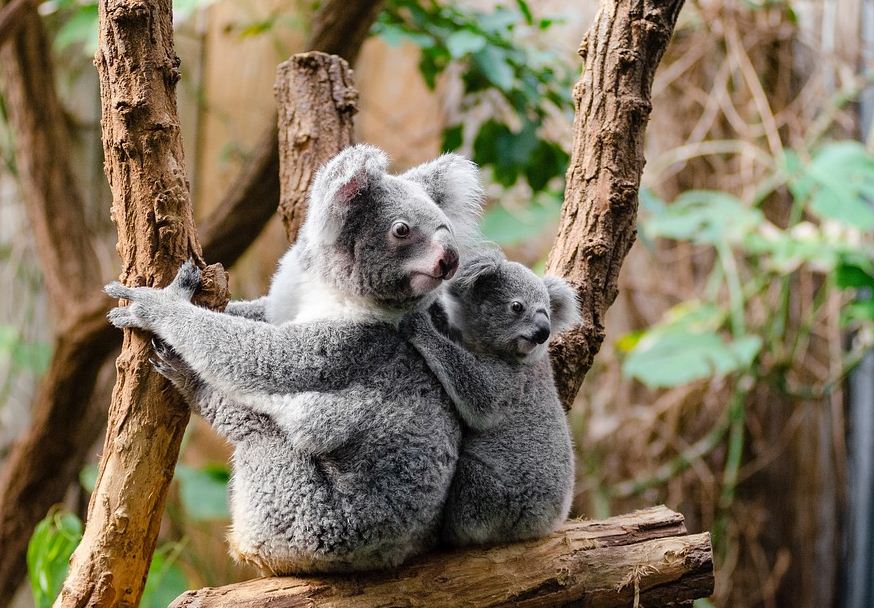 https://www.northshoredailypost.com/wp-content/uploads/2020/02/Koalas.jpg