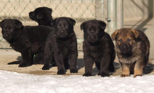 https://www.northshoredailypost.com/wp-content/uploads/2020/02/puppies-600x363.jpg