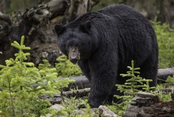 https://www.northshoredailypost.com/wp-content/uploads/2020/07/Bear-3-600x405.jpg