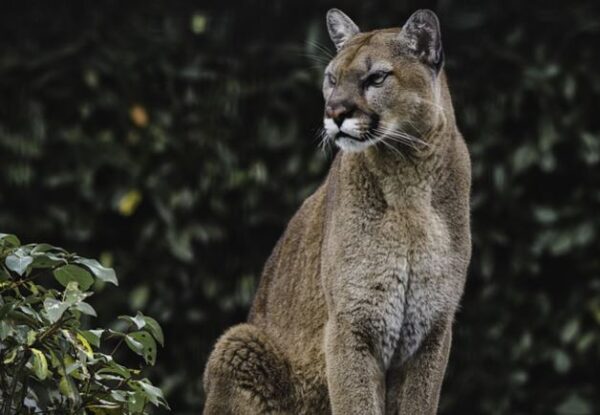 https://www.northshoredailypost.com/wp-content/uploads/2020/08/cougar-600x415.jpg