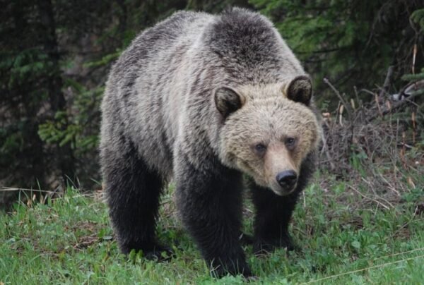 https://www.northshoredailypost.com/wp-content/uploads/2020/08/grizzly-@-600x404.jpg