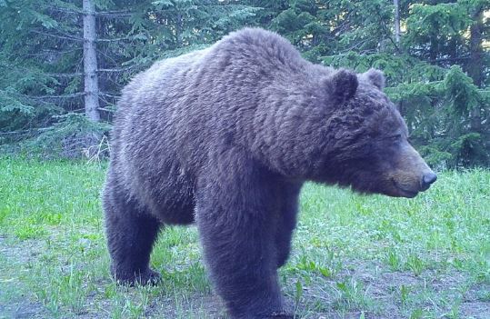 https://www.northshoredailypost.com/wp-content/uploads/2020/09/bear-wildlife.jpg