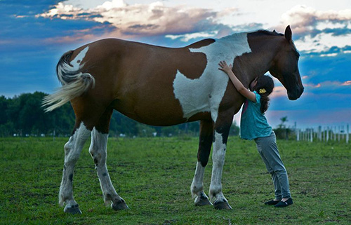 https://www.northshoredailypost.com/wp-content/uploads/2021/02/Horse.jpg