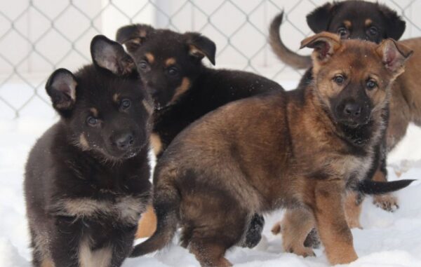 https://www.northshoredailypost.com/wp-content/uploads/2021/02/RCMP-puppies-600x381.jpg