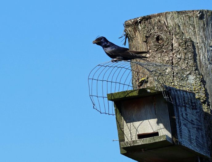 https://www.northshoredailypost.com/wp-content/uploads/2021/03/Purple-Martin-Maplewood-Flats.jpg