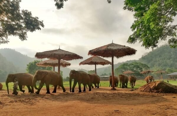 https://www.northshoredailypost.com/wp-content/uploads/2021/05/Elephant-Nature-Park-600x394.jpg