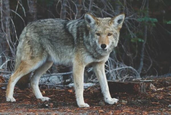 https://www.northshoredailypost.com/wp-content/uploads/2021/07/coyote-600x406.jpg