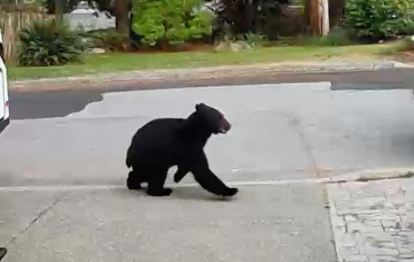 https://www.northshoredailypost.com/wp-content/uploads/2021/07/injured-bear.jpg