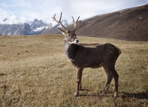 https://www.northshoredailypost.com/wp-content/uploads/2021/08/caribou-600x434.jpg