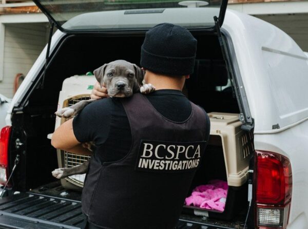 https://www.northshoredailypost.com/wp-content/uploads/2021/10/BC-SPCA-investigation-600x446.jpg