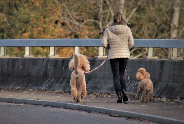 https://www.northshoredailypost.com/wp-content/uploads/2022/02/Dogs-walking-600x404.jpg