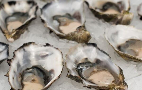 https://www.northshoredailypost.com/wp-content/uploads/2022/03/oysters-600x382.jpg