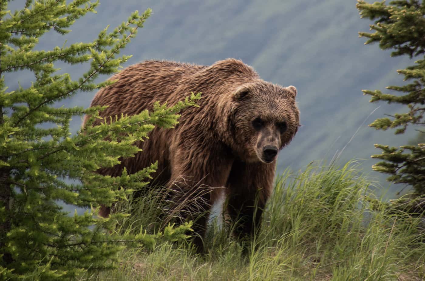 Banff bear attack was first such attack in decades at Banff National ...