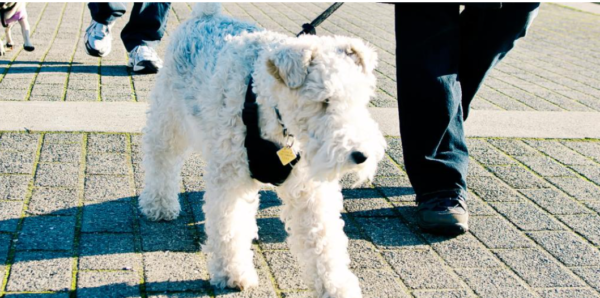 https://www.northshoredailypost.com/wp-content/uploads/2024/04/dog-on-leash-600x298.png