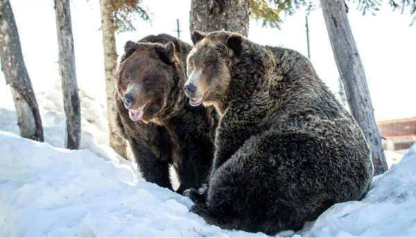 https://www.northshoredailypost.com/wp-content/uploads/2024/04/grouse-mountain-grizzly-600x344.png