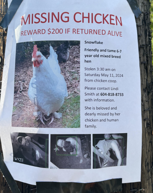 https://www.northshoredailypost.com/wp-content/uploads/2024/05/missing-chicken.png