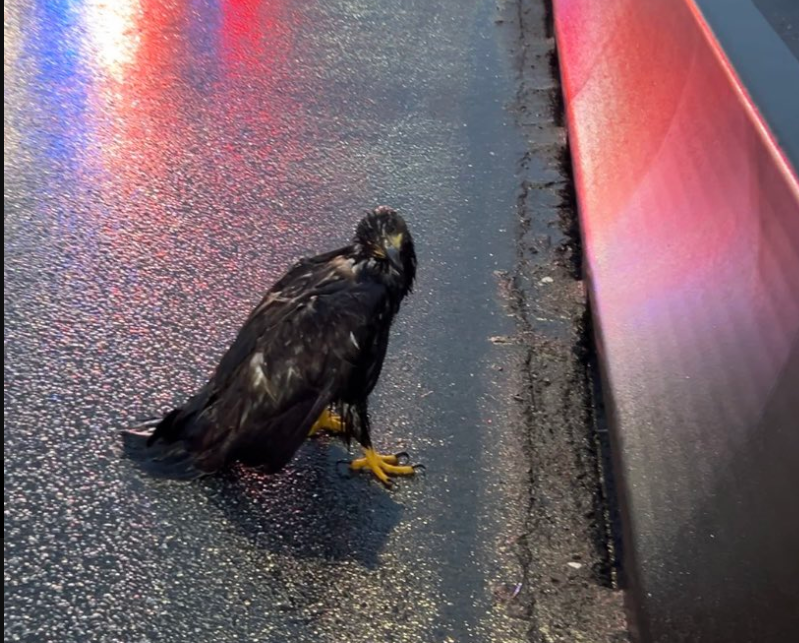 https://www.northshoredailypost.com/wp-content/uploads/2025/01/injured-eagle.png