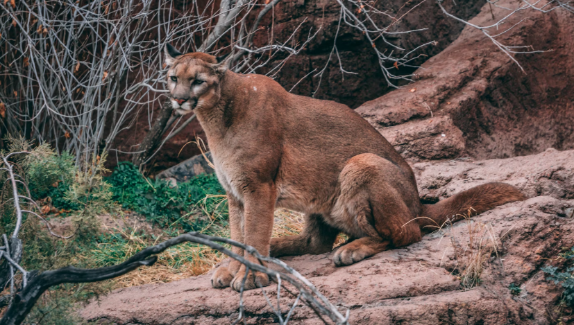 https://www.northshoredailypost.com/wp-content/uploads/2025/02/Cougar.png